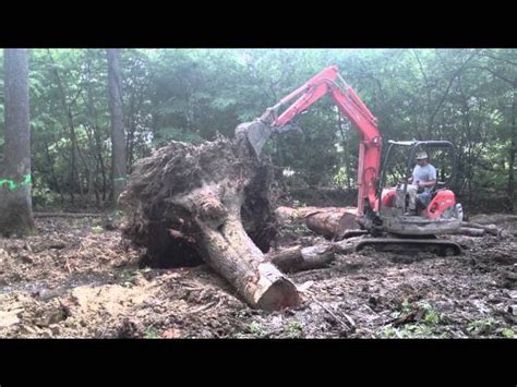 Video: How to Knock Down a BIG Oak with a Mini Excavator